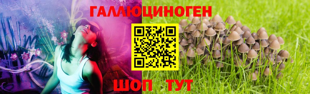 Свободный  Галлюциногенные грибы GOLDEN TEACHER  Вход с VPN 